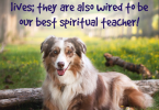 Spiritual Dogs